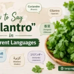 How to Say “Cilantro” in Different Languages