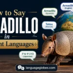 How to Say Armadillo in Different Languages