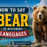 How to Say Bear in Different Languages