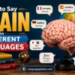 How to Say Brain in Different Languages