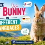 How to Say Bunny in Different Languages