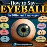 How to Say Eyeball in Different Languages